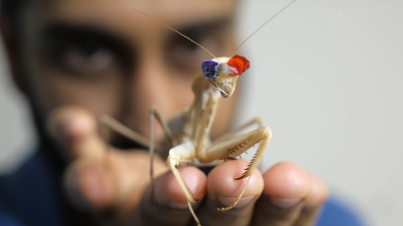 Illustration for article titled Praying Mantises Have a Completely Different Way of Seeing in 3D